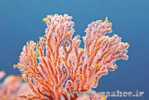 زیست شناسی مرجان ها 